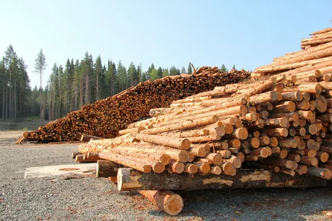 Кировскому предприятию одобрен заем по совместной программе с федеральным фондом развития промышленности «Проекты лесной промышленности»